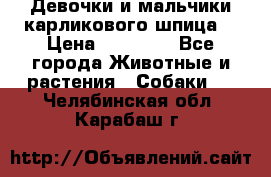 Девочки и мальчики карликового шпица  › Цена ­ 20 000 - Все города Животные и растения » Собаки   . Челябинская обл.,Карабаш г.